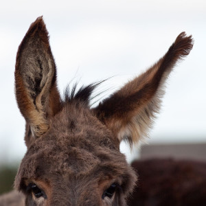 Donkey's Ear